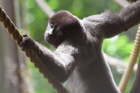 動物展示についてお知らせよこはま動物園ズーラシア公式サイト｜公益財団法人 横浜市緑の協会