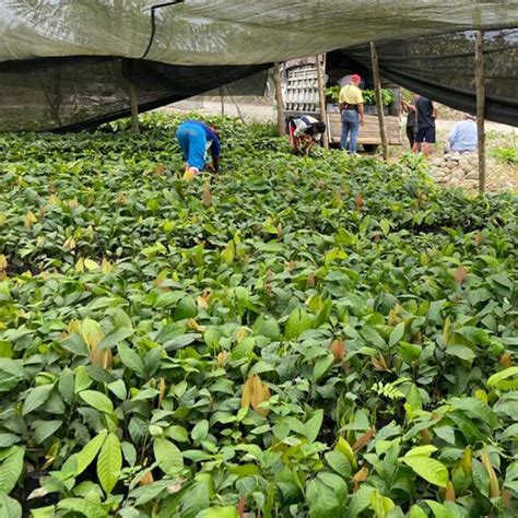 Pl Ntulas De Cacao Vivero De Cacao Andres Agroshow