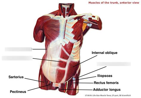 Labeling Trunk Muscles Anterior Diagram Quizlet