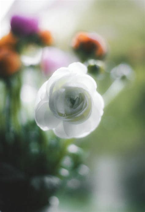 White Persian Buttercup in a Bouquet · Free Stock Photo