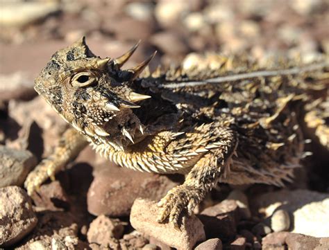 Horned Lizard Toad Lizards Wallpapers Hd Desktop And Mobile