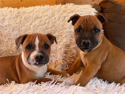 Chiots Staffordshire Bull Terrier Topannonces Ch