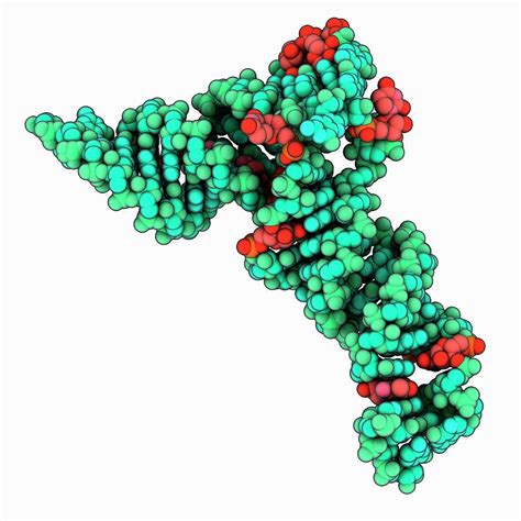 Yeast Transfer Rna Molecule Photograph By Laguna Design Science Photo