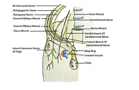 Inguinal Region Anatomy Part Dr R Padmakumar