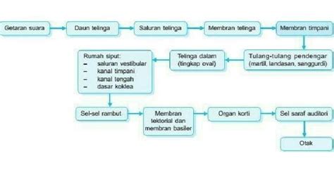 Soal Kunci Jawaban Pelajaran Ipas Kelas Kurikulum Merdeka Hal