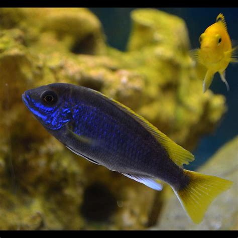 Yellow Tail Acei Pseudotropheus Acei Cichlids Cool Fish African