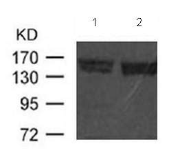 Anti FLT3 Rabbit MAb