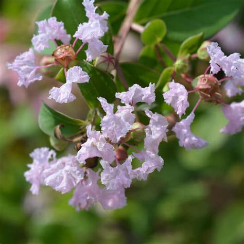 Lagerstroemia Indica With Love Babe Lilas Des Indes