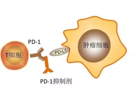 一发现就是晚期！全球共有哪些胃癌靶向药物获批上市？ 人参皂苷行业网