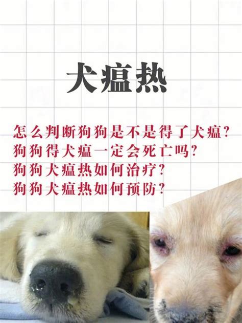 犬瘟热怎么治疗？犬瘟热用什么药治疗最佳 三伊五百科