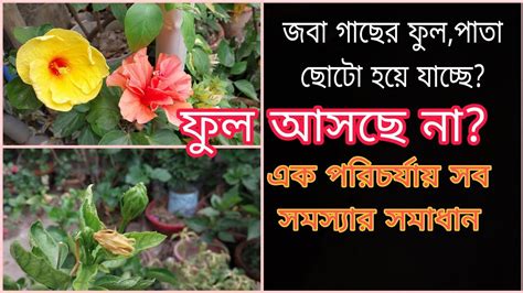 জবা গাছের ফুলপাতা ছোটো হয়ে যাচ্ছে ফুল আসছে না এক পরিচর্যায় সব