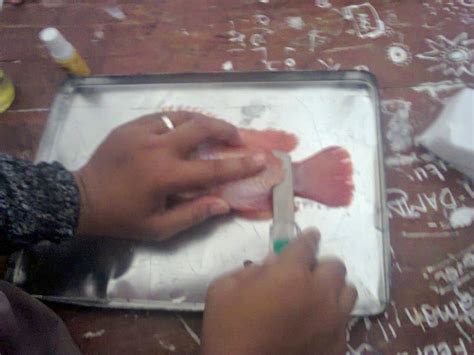 Bedah Ikan