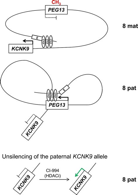 The BirkBarel Syndrome Locus On Chromosome 8 The KCNK9 And PEG13