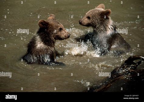 Bears playing in the water Stock Photo - Alamy