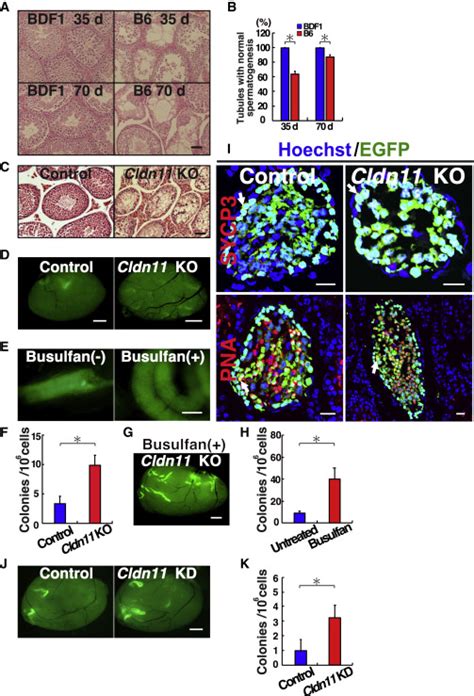 Spermatogonial Stem Cell Transplantation Into Nonablated Mouse