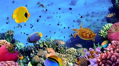 Coral Reef Wallpaper - WallpaperSafari