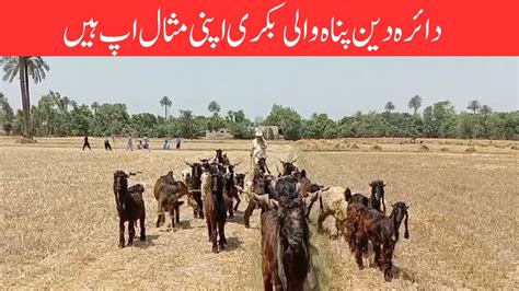 Daira Din Panah Goat Ddp Goat دائرہ دین پناہ والی بکری اپنی مثال اپ