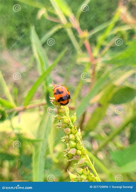 Ladybug Macro Or Coccinella Magnifica On Potato Leaves Eating Aphids