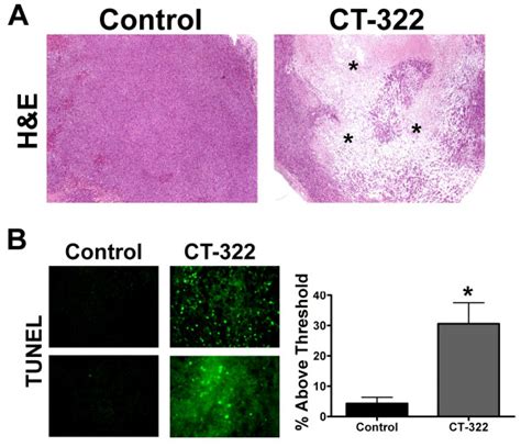 Ct 322 Causes Tumor Destruction A Sections Of Miapaca 2 Tumors Were