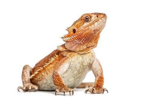 Premium Photo Bearded Dragon Pogona Vitticeps Isolated On White