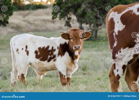 Baby Texas Longhorn Bull Driftwood Texas Stock Image Image Of Rural