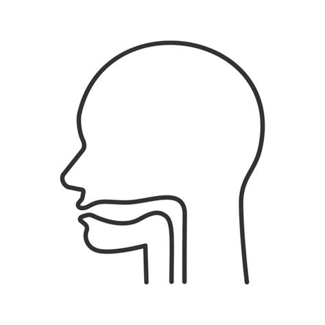 Oral Cavity Pharynx Esophagus Glyph Icon Upper Section Alimentary Canal