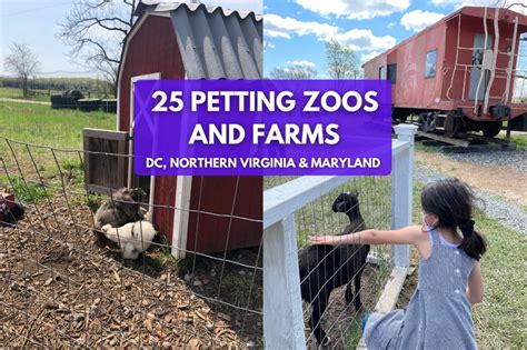 25 Petting Zoos & Animal Farms in DC, Virginia & Maryland