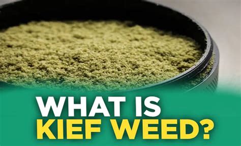 What Is Kief Weed Mooselabs Moose Labs Llc