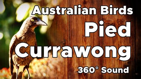 Pied Currawong Australian Birds Ambisonic Surround Sound