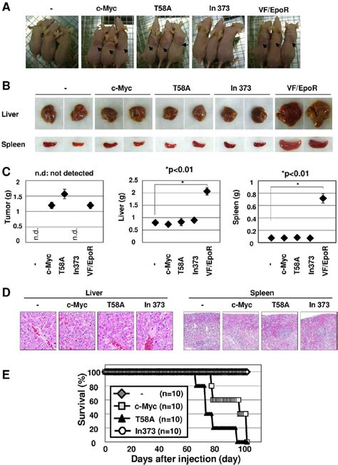 C Myc T58A Mutant Significantly Induced Tumor Formation In Nude Mice