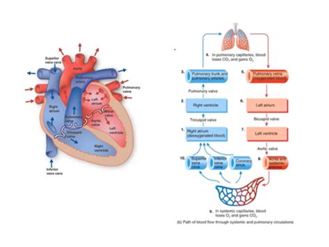 Physiology Of Tissue Perfusion Sexiezpicz Web Porn