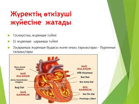 Жүрек ырғағы бұзылыстары патофизиялогиясы, жас балалардағы ерекшелігі ...