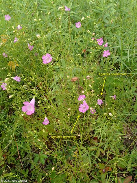 Agalinis Paupercula Small Flower False Foxglove Minnesota Wildflowers