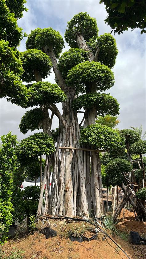 Ficus Bonsai M Dubai Plants