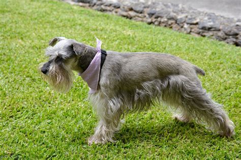 schnauzer dog mascot  photo  pixabay