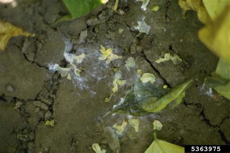 Sclerotinia sclerotiorum (white mold of dry beans)/gallery - Bugwoodwiki