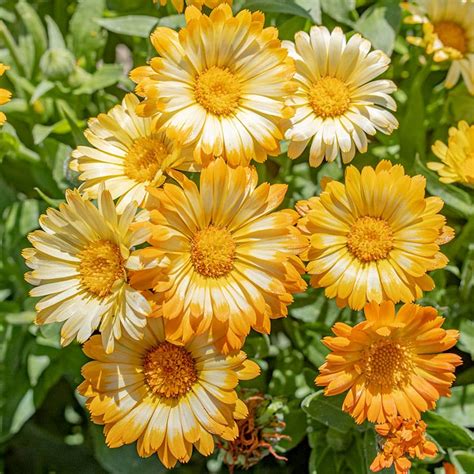 oopsy daisy calendula heirloom hybrid open pollinated seeds
