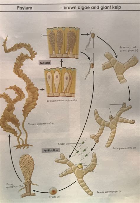 Brown Algae Diagram Quizlet