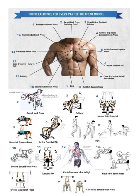 Los Mejores Ejercicios Para Un Pectoral Perfecto Guia Detallada