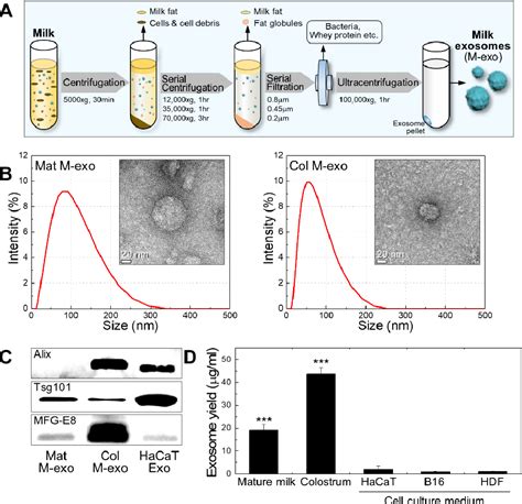 Pdf The Potential Of Bovine Colostrum Derived Exosomes To Repair Aged