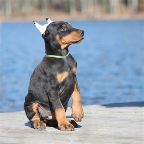 Maverick Doberman Puppy For Sale In West Virginia Puppyhero