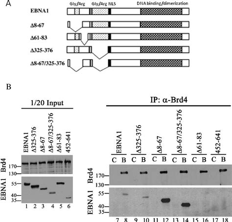 Figure 1 2 From Functional Interactions Between Chromatin Associated Proteins And Epstein Barr