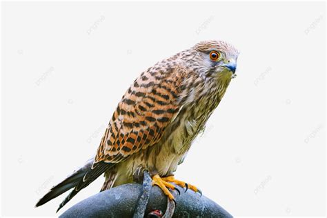 Common Kestrel Falco Tinnunculus Eyas Closeup Bird, Beak, Wild, Bird Of Prey PNG Transparent ...