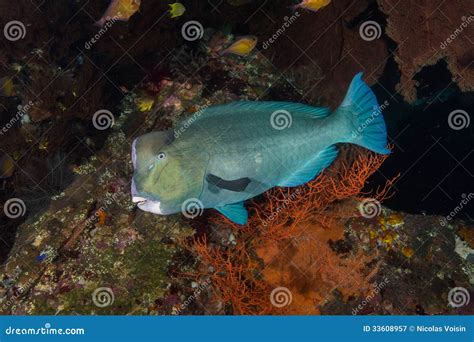 Bumphead Parrotfish Stock Image Image Of Green Bumphead 33608957