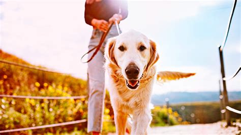 4 Consigli Per Migliorare La Passeggiata Con Il Cane