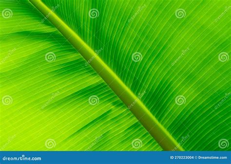 Closeup Light Green Banana Leaf Green Leaf Of Banana Texture