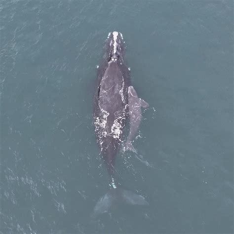 4 North Atlantic right whale calves born so far this winter | WFLA