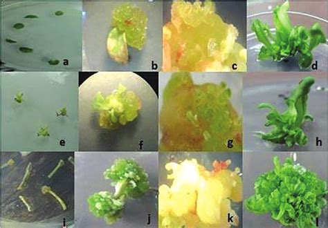 Different Stages Of Callus Induction In Leaf A Apical Bud E And