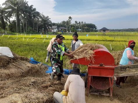 Babinsa Aktif Mendukung Petani Turun Ke Sawah Untuk Proses Perontokan