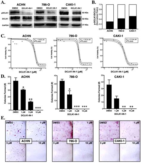 Pdf Inhibition Of Dclk1 With Dclk1 In 1 Suppresses Renal Cell